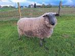 Bleu du main ram, Dieren en Toebehoren