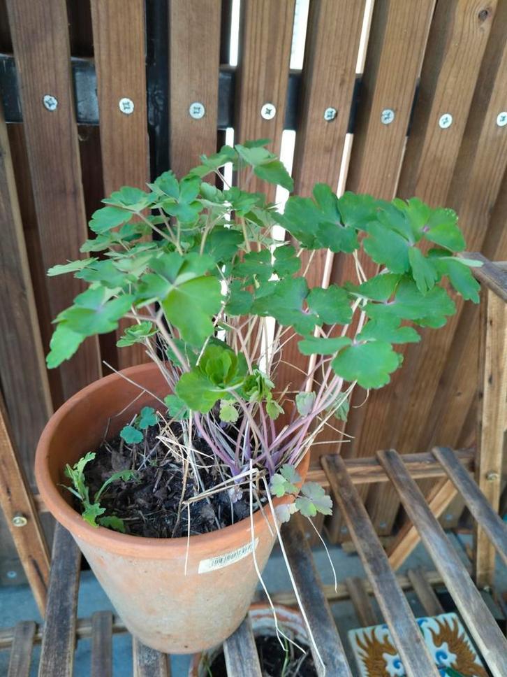 Akeleien, Tuin en Terras, Planten | Tuinplanten, Ophalen