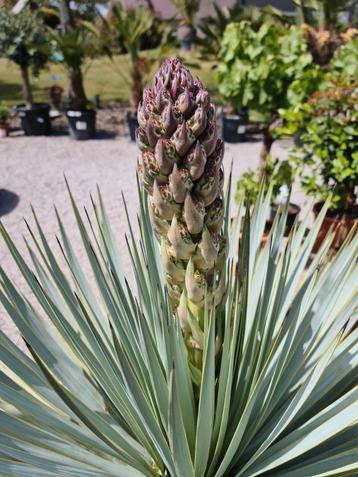 Yucca Rigida in bloei beschikbaar voor biedingen