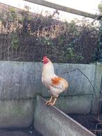 Jonge haan, Dieren en Toebehoren, Pluimvee, Mannelijk, Kip