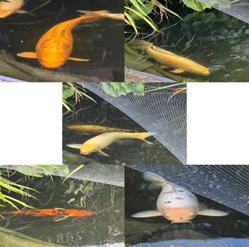 5 grote koi beschikbaar voor biedingen