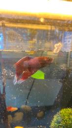 Visjes en aquarium + toebehoren ( pomp, steentjes,…), Dieren en Toebehoren, Vissen | Aquariumvissen, Vis, Zoetwatervis