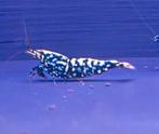 Snowflake en Stardust caridina garnalen