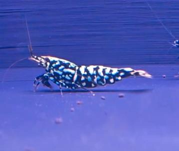 Snowflake en Stardust caridina garnalen  beschikbaar voor biedingen