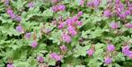 geranium macrorrhizum, Tuin en Terras, Planten | Tuinplanten, Ophalen