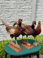 Taxidermie 3 fazanten, Ophalen