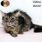 Europese Kort&Langhaar kittens - te koop, Meerdere dieren, 0 tot 2 jaar