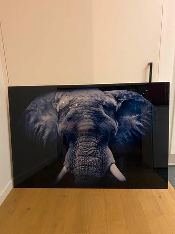Olifant print op glas 100x150 cm