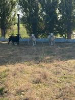 Easy Care schapen, Dieren en Toebehoren, Schapen, Geiten en Varkens