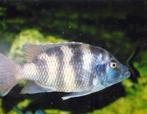 Placidochromis Milomo ( Vc 10), Zoetwatervis, Schoolvis, Vis