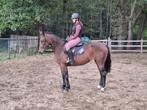 7jarige merrie, Dieren en Toebehoren