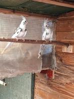 2 jonge witbonte valkparkieten.., Dieren en Toebehoren, Meerdere dieren, Parkiet, Tam