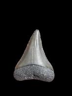 3) Grand carcharodon carcharias (requin blanc) de Bone Valle, Collections, Enlèvement ou Envoi, Fossile