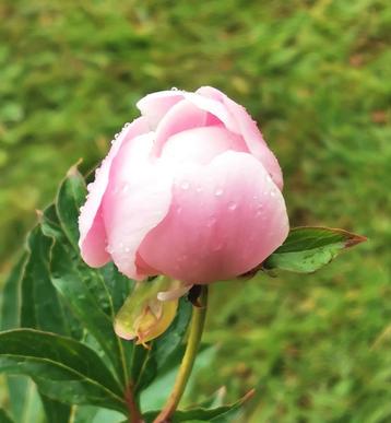 Paeonia suffruticosa (roze) - Boompioen