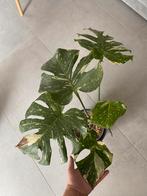 monstera thai constellation, Huis en Inrichting, Ophalen of Verzenden