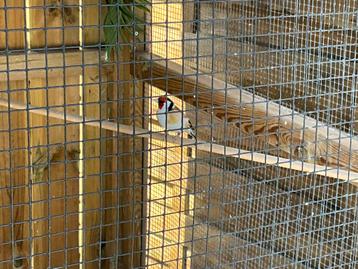 Distelvink