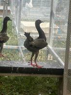 Malthezer Kipduiven Blauw, Dieren en Toebehoren, Vogels | Duiven