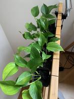 Epipremnum / Drakenklimop / Pothos - kamerplant, Huis en Inrichting, Kamerplanten, Ophalen, 200 cm of meer, Overige soorten, Halfschaduw