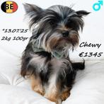 Yorkshire Terriër Toy, Chewy cherche un doux foyer, 15 semaines à 1 an, Commerçant, Yorkshire Terrier, Chien (mâle)