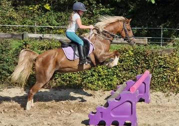 Poney Welsh C avec une grande capacité de saut disponible aux enchères