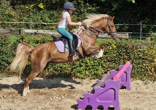 Poney Welsh C avec une grande capacité de saut, Animaux & Accessoires, Poneys, Jument, M, Poney C (1.27 m à 1.37m), Poney de saut