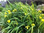 Gele irissen, Vaste plant, Lente, Ophalen