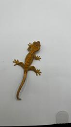 Gecko a crete, Dieren en Toebehoren, Reptielen en Amfibieën
