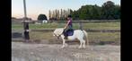 Welsh A pony te koop, Dieren en Toebehoren, Pony's