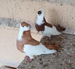 Felegyhazer tuimelaars koppel, Plusieurs animaux, Pigeon culbutant ou Roller