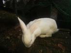Witte van Dendermonde rammelaar, Dieren en Toebehoren, Konijnen, Mannelijk, Middelgroot, 0 tot 2 jaar