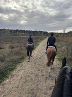 Training paarden, Dieren en Toebehoren, Zadelmak