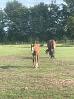Merrieveulen van Uricas vd kattevenne, Dieren en Toebehoren