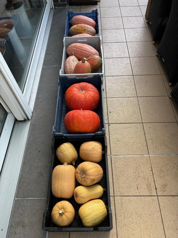 Pompoenen en okkernoten van eigen kweek, Tuin en Terras, Overige Tuin en Terras, Nieuw, Ophalen