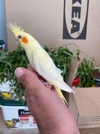 Apprivoiser bebe calopsitte, Dieren en Toebehoren, Vogels | Parkieten en Papegaaien