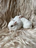 Prachtige kleurdwerg voedster