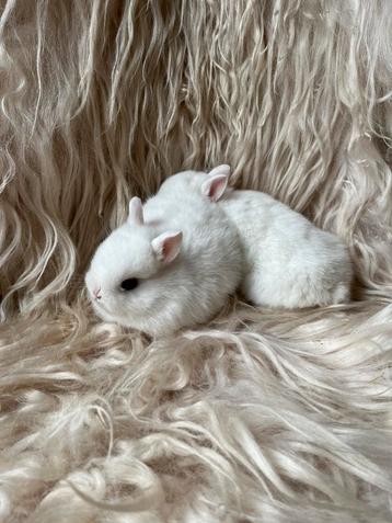 Prachtige kleurdwerg voedster beschikbaar voor biedingen