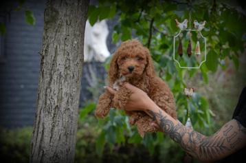 Poedel pups abrikoos beschikbaar voor biedingen