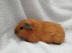Gladharige cavia beertjes te koop, Dieren en Toebehoren, Knaagdieren, Januari, Mannelijk, Cavia