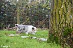 Border Collie pups in Blue Merle Tricolor, Dieren en Toebehoren, Honden | Herdershonden en Veedrijvers, België, CDV (hondenziekte)