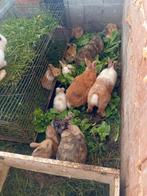 Konijnen, Dieren en Toebehoren, Pluimvee