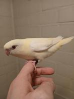 Handtamme catharina parkieten 2025, Dieren en Toebehoren, Meerdere dieren, Parkiet, Geringd