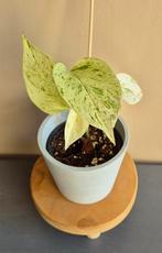 Epipremnum marble queen (Pothos), Huis en Inrichting, Kamerplanten, Ophalen of Verzenden