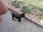 labrador pups, Dieren en Toebehoren, Honden | Retrievers, Spaniëls en Waterhonden, België, Particulier, Reu, CDV (hondenziekte)