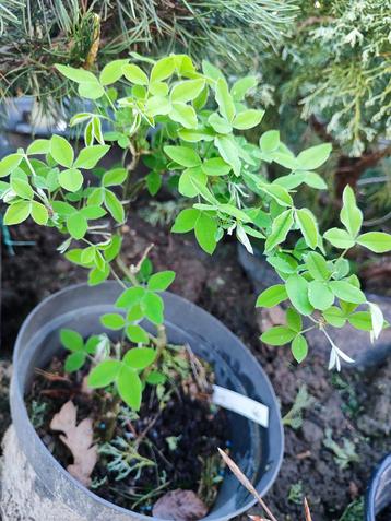 bonsai startplant gouden regen