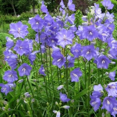 Campanule à feuilles de pêcher - pot 17 cm, Tuin en Terras, Planten | Tuinplanten, Vaste plant, Overige soorten, Halfschaduw, Zomer