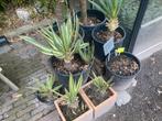 Winterharde yucca’s   Prijs voor alle planten., Tuin en Terras, Zomer, Vaste plant, Overige soorten, Ophalen