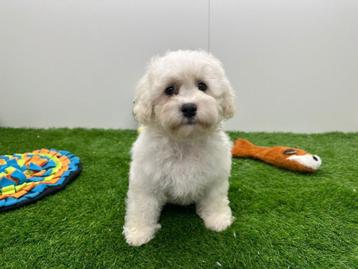 Nestje Bichon Frisé pups beschikbaar voor biedingen