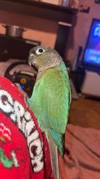 Conure Male Bleu, Mâle, Perroquet