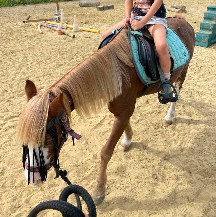 Halve stal aangeboden A pony, Animaux & Accessoires, Poneys, Jument, Poney A (jusqu'à 1.17 m)