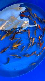 Japanse koi visjes 10/12 cm, Dieren en Toebehoren